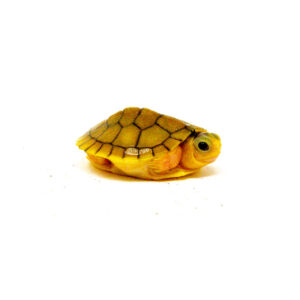 Baby Caramel Pink Albino Red Eared Slider Turtle (Trachemys elegans)