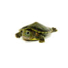 Baby Charcoal Red Eared Slider Turtle (Trachemys elegans)