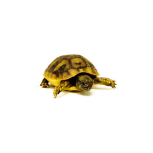 Baby Dalmatian Hermanns Tortoise