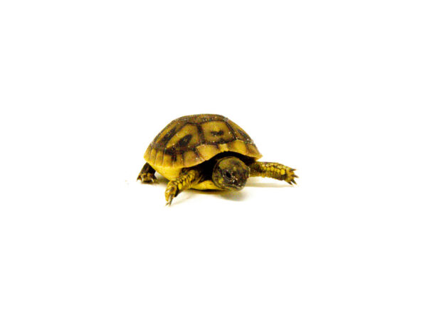 Baby Dalmatian Hermanns Tortoise