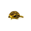 Baby Dalmatian Hermanns Tortoise (Testudo hermanni hercegovinensis)
