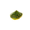 Baby Florida Red Bellied Turtle (Pseudemys nelsoni)