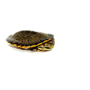 Baby Geoffroy's Sideneck Turtle (Phrynops geoffroanus)
