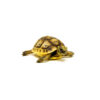 Baby Ilbera Greek Tortoise