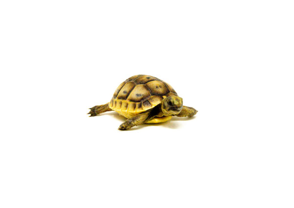 Baby Ilbera Greek Tortoise