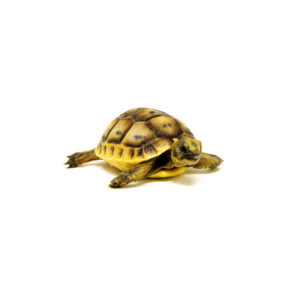 Baby Ilbera Greek Tortoise (Testudo graeca ibera)
