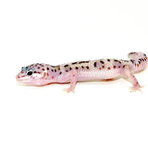 With their cool, high-contrast coloration and friendly nature, baby mack snow leopard geckos are a top choice for new and experienced reptile keepers. These young geckos display bold