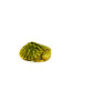 Baby Rio Grande Slider Turtle (Trachemys elegans)