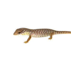Baby Savannah Monitor The baby savannah monitor is one of the most popular entry-level monitors in the reptile world. Known for their sturdy build and curious nature, these African natives can grow into impressive adults with proper care. If you're looking to start with a young savannah monitor, check out onestopreptileshop.com for quality animals and habitat supplies. Why Choose a Baby Savannah Monitor? Many reptile keepers are drawn to the baby savannah monitor for its manageable size at birth and calm demeanor. With regular handling, these lizards often become personable and tolerant of human interaction. Their earthy coloration and stocky body make them easy to recognize, and they’re a rewarding species for intermediate hobbyists. They typically grow up to 3–4 feet long, so planning ahead for space and diet is important from the beginning. Housing Your Baby Savannah Monitor Proper enclosure design is crucial for the health of a baby savannah monitor. These reptiles are ground-dwellers that require warmth, space, and deep substrate to dig and burrow. Key enclosure needs: Enclosure size (minimum): 4’x2’x2’ for juveniles Substrate: topsoil/sand mix for digging Ambient temp: 85°F; basking spot: 105–115°F Humidity: 40–50% UVB lighting is essential Provide hide spots, a shallow water bowl, and climbing elements to encourage natural behavior. Feeding Baby Savannah Monitors These young lizards are carnivorous and need a high-protein, insect-based diet. Unlike adults, who often shift to larger prey, babies thrive on live feeders. Diet suggestions: Gut-loaded crickets, roaches, and mealworms Occasional pinkie mice (as they grow) Dust insects with calcium and multivitamins Feeding every day or every other day keeps them strong and active. Growing with Your Savannah Monitor As your young lizard matures, it will need more space and enrichment. Many owners find that building a custom enclosure is the best long-term solution. With proper care, savannah monitors become hardy and long-lived companions. Browse trusted reptiles and supplies at onestopreptileshop.com to start off strong. Conclusion The baby savannah monitor is a fantastic reptile for hobbyists ready to step into the world of larger lizards. With the right habitat, diet, and care, they grow into intelligent, sturdy animals that reward your commitment. Find your next monitor and expert resources at onestopreptileshop.com.