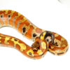 Bangka Blood Python (Python Brongersmai) #BBPF1