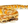 Bangka Blood Python (Python Brongersmai) #BBPM2