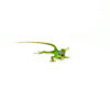 barbados giant anole (anolis extremus)