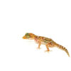 The Bastard's ground gecko is a small, terrestrial reptile native to Madagascar. Known for its earthy tones and shy behavior, this species thrives in bioactive enclosures and is ideal for hobbyists