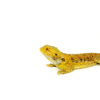 Bearded dragon adults are calm, social reptiles known for their expressive personalities and manageable size. These mature lizards