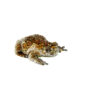 The bird poop frog adult (Hyla marmorata) is as intriguing as it sounds. Native to the Amazon rainforest, this arboreal marvel has evolved a striking camouflage