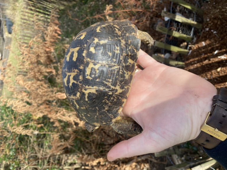 Black Libyan Greek Tortoise Adult Female (TESTUDO GRACEA CYRENAICA ...