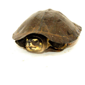 Black Marsh Turtle Adults