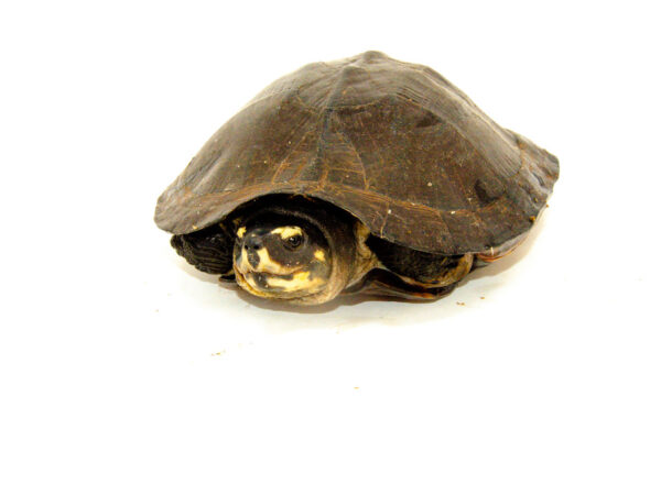 Black Marsh Turtle Adults