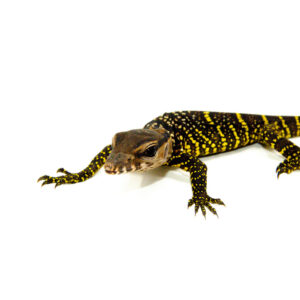 The black roughneck monitor baby is a fascinating and hardy species prized by reptile enthusiasts. These young monitors, known scientifically as Varanus rudicollis,