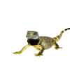 The black throat monitor (Varanus albigularis microstictus) is a powerful and impressive reptile species native to East Africa. Known for its distinct dark throat patch and robust build, this monitor lizard