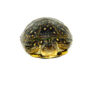 Blanding's Turtle