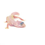 If you're into rare morphs and striking coloration, the blazing blizzard baby leopard  stands out as one of the most visually dramatic leopard gecko morphs available. Known for its pure patternless body and glowing red eyes