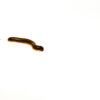 The blonde pink footed millipede (Narceus americanus) is a unique and captivating invertebrate that’s perfect for both beginner and experienced