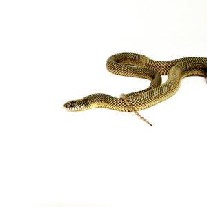 Blotched Kingsnake Patternless Adult Female (Lampropeltis getula goini) - #BKPSAF1