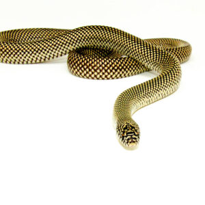 Blotched Kingsnake Patternless Adult Male (Lampropeltis getula goini) - #BKPAM1