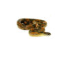 Blotched Kingsnake Sub-Adult Male (Lampropeltis getula goini) - #BKSAM1