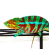 The blue ambanja panther chameleon (Furcifer pardalis) is known for its electric blues and bold banding. Hailing from the Ambanja region of Madagascar