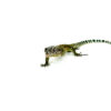 The blue tail monitor babies (Varanus doreanus) are striking young reptiles known for their vibrant blue tails and lively behavior. Native to New Guinea and Indonesia, these hatchlings