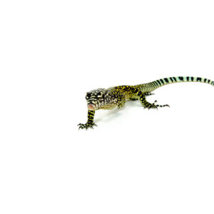 The blue tail monitor babies (Varanus doreanus) are striking young reptiles known for their vibrant blue tails and lively behavior. Native to New Guinea and Indonesia, these hatchlings