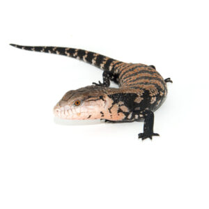 The blue tongue skink babies are adorable, broad‑headed reptiles prized for their calm temperament and striking patterns.