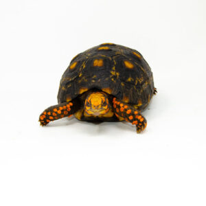 Brazilian Cherryhead Red Foot Tortoise Adult Female 1 - #BCRFTAF1