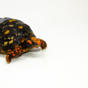 Brazilian Cherryhead Red Foot Tortoise Adult Female 10 - #BCRFTAF10