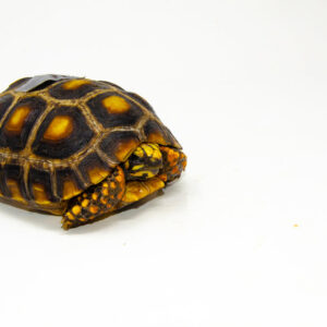 Brazilian Cherryhead Red Foot Tortoise Adult Female 11 - #BCRFTAF11