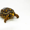 Brazilian Cherryhead Red Foot Tortoise Adult Female 12 - #BCRFTAF12