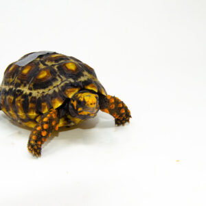 Brazilian Cherryhead Red Foot Tortoise Adult Female 12 - #BCRFTAF12