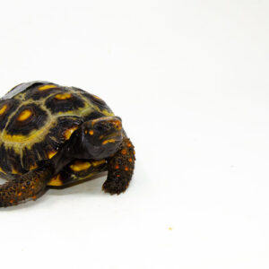 Brazilian Cherryhead Red Foot Tortoise Adult Female 13 - #BCRFTAF13