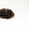 Brazilian Cherryhead Red Foot Tortoise Adult Female 14- #BCRFTAF14