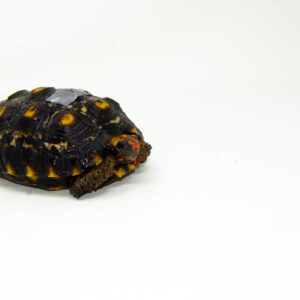 Brazilian Cherryhead Red Foot Tortoise Adult Female 14- #BCRFTAF14