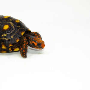 Brazilian Cherryhead Red Foot Tortoise Adult Female 15 - #BCRFTAF15