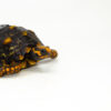 Brazilian Cherryhead Red Foot Tortoise Adult Female 16 - #BCRFTAF16