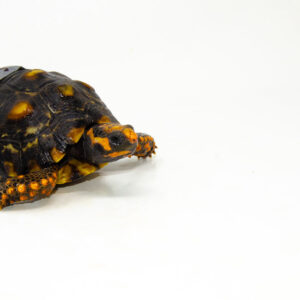 Brazilian Cherryhead Red Foot Tortoise Adult Female 16 - #BCRFTAF16