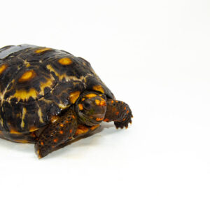 Brazilian Cherryhead Red Foot Tortoise Adult Female 17 - #BCRFTAF17