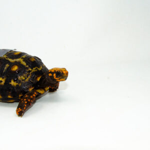 Brazilian Cherryhead Red Foot Tortoise Adult Female 18 - #BCRFTAF18