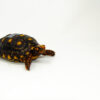 Brazilian Cherryhead Red Foot Tortoise Adult Female 19 - #BCRFTAF19