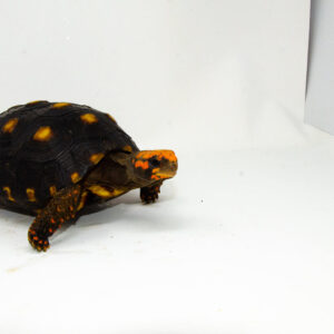 Brazilian Cherryhead Red Foot Tortoise Adult Female 2 - #BCRFTAF2
