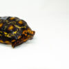 Brazilian Cherryhead Red Foot Tortoise Adult Female 20 - #BCRFTAF20